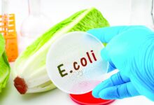 بكتيريا E. coli تتفشى في بريطانيا في 2024